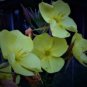Evening Primrose 100 PCS Seeds