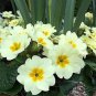 Evening Primrose 100 PCS Seeds