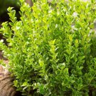 Evergreen Ornamental Boxwood Shrub Green Tree 1000 PCS Seeds