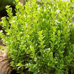 Evergreen Ornamental Boxwood Shrub Green Tree 1000 PCS Seeds