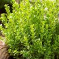 Evergreen Ornamental Boxwood Shrub Green Tree 1000 PCS Seeds
