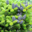 Evergreen Cedar Tree 20 PCS Seeds