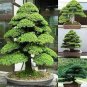 Evergreen Cedar Tree 20 PCS Seeds