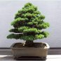 Evergreen Cedar Tree 20 PCS Seeds