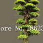 Evergreen Cedar Tree 20 PCS Seeds