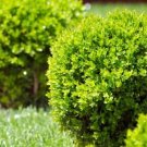 Evergreen Ornamental Boxwood Shrub Green Tree 200 PCS Seeds Evergreen Ornamental Boxwood Shrub Green Tree 200 PCS Seeds