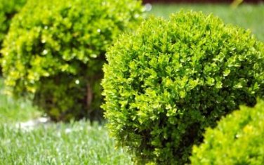 Evergreen Ornamental Boxwood Shrub Green Tree 200 PCS Seeds
