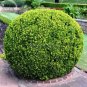 Evergreen Ornamental Boxwood Shrub Green Tree 200 PCS Seeds