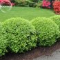 Evergreen Ornamental Boxwood Shrub Green Tree 200 PCS Seeds