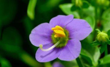 Exacum Affine Seeds Hybrid F1 Persian Violets 100 PCS Seeds