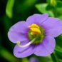 Exacum Affine Seeds Hybrid F1 Persian Violets 100 PCS Seeds