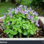 Exacum Affine Seeds Hybrid F1 Persian Violets 100 PCS Seeds