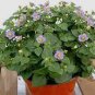 Exacum Affine Seeds Hybrid F1 Persian Violets 100 PCS Seeds