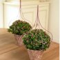 Exacum Affine Seeds Hybrid F1 Persian Violets 100 PCS Seeds