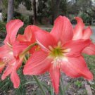 Exotic Amaryllis Seeds Barbados Lily Potted 50 PCS Seeds Exotic Amaryllis Seeds Barbados Lily Potted 50 PCS Seeds