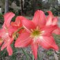 Exotic Amaryllis Seeds Barbados Lily Potted 50 PCS Seeds