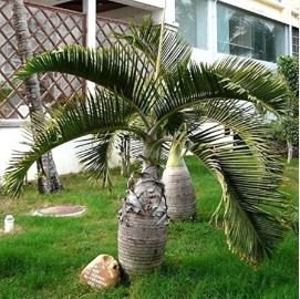 Exotic Bottle Palm 20 PCS Seeds