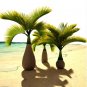 Exotic Bottle Palm 20 PCS Seeds