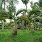 Exotic Bottle Palm Bonsai Tropical Ornamental Tree Plant 20 PCS Seeds