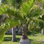 Exotic Bottle Palm Bonsai Tropical Ornamental Tree Plant 20 PCS Seeds