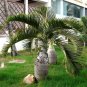 Exotic Bottle Palm Bonsai Tropical Ornamental Tree Plant 20 PCS Seeds