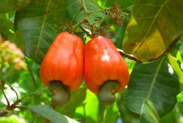 Exotic Cashew Tree Seeds Anacardium Occidentale 5 PCS Seeds