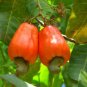 Exotic Cashew Tree Seeds Anacardium Occidentale 5 PCS Seeds