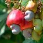 Exotic Cashew Tree Seeds Anacardium Occidentale 5 PCS Seeds