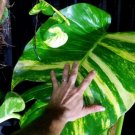 Exotic Climbing Epipremnum Aureum Bonsai 100 PCS Seeds Exotic Climbing Epipremnum Aureum Bonsai 100 PCS Seeds