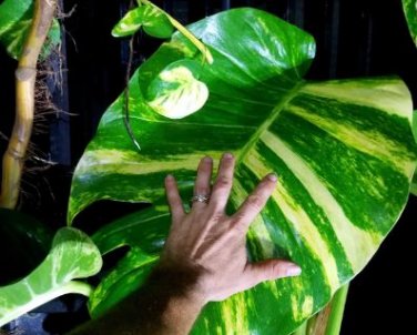Exotic Climbing Epipremnum Aureum Bonsai 100 PCS Seeds