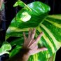 Exotic Climbing Epipremnum Aureum Bonsai 100 PCS Seeds