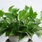 Exotic Climbing Epipremnum Aureum Bonsai 100 PCS Seeds