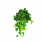 Exotic Climbing Epipremnum Aureum Bonsai 100 PCS Seeds