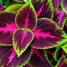 Exotic Colorful Coleus Bonsai Indoor Flowers Potted Bonsai 150 PCS Seeds