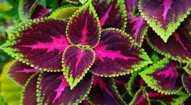 Exotic Colorful Coleus Bonsai Indoor Flowers Potted Bonsai 150 PCS Seeds