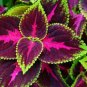 Exotic Colorful Coleus Bonsai Indoor Flowers Potted Bonsai 150 PCS Seeds