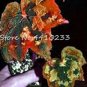 Exotic Colorful Coleus Bonsai Indoor Flowers Potted Bonsai 150 PCS Seeds