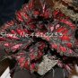 Exotic Colorful Coleus Bonsai Indoor Flowers Potted Bonsai 150 PCS Seeds