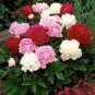 Exotic Double Peony 10 PCS Seeds