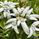 Exotic Edelweiss Seed Flower Plant 200 PCS Seeds Exotic Edelweiss Seed Flower Plant 200 PCS Seeds