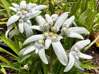 Exotic Edelweiss Seed Flower Plant 200 PCS Seeds