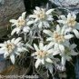 Exotic Edelweiss Seed Flower Plant 200 PCS Seeds