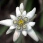 Exotic Edelweiss Seed Flower Plant 200 PCS Seeds