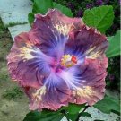Exotic Galsang Flower Multiple Color Perennial Rare 100 PCS Seeds