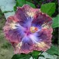Exotic Galsang Flower Multiple Color Perennial Rare 100 PCS Seeds