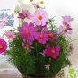 Exotic Galsang Flower Multiple Color Perennial Rare 100 PCS Seeds
