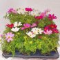 Exotic Galsang Flower Multiple Color Perennial Rare 100 PCS Seeds