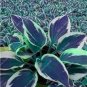 Exotic Hosta Plant Seed Four Seasons Flower 50 PCS Seeds