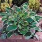 Exotic Hosta Plant Seed Four Seasons Flower 50 PCS Seeds