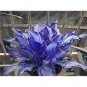 Exotic Hosta Plant Seed Four Seasons Flower 50 PCS Seeds